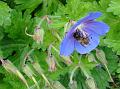 2010-0528-1350_Garden_Bee_17,3C